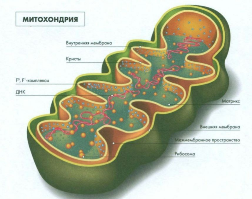 Что такое митохондрия